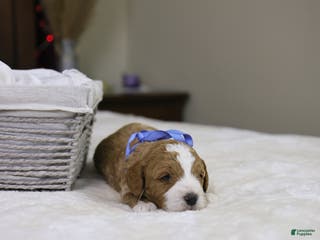 Goldendoodle dogs Hermey - Ad 36