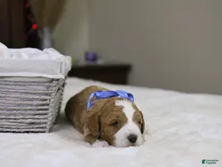 Goldendoodle dogs Hermey - Ad 20