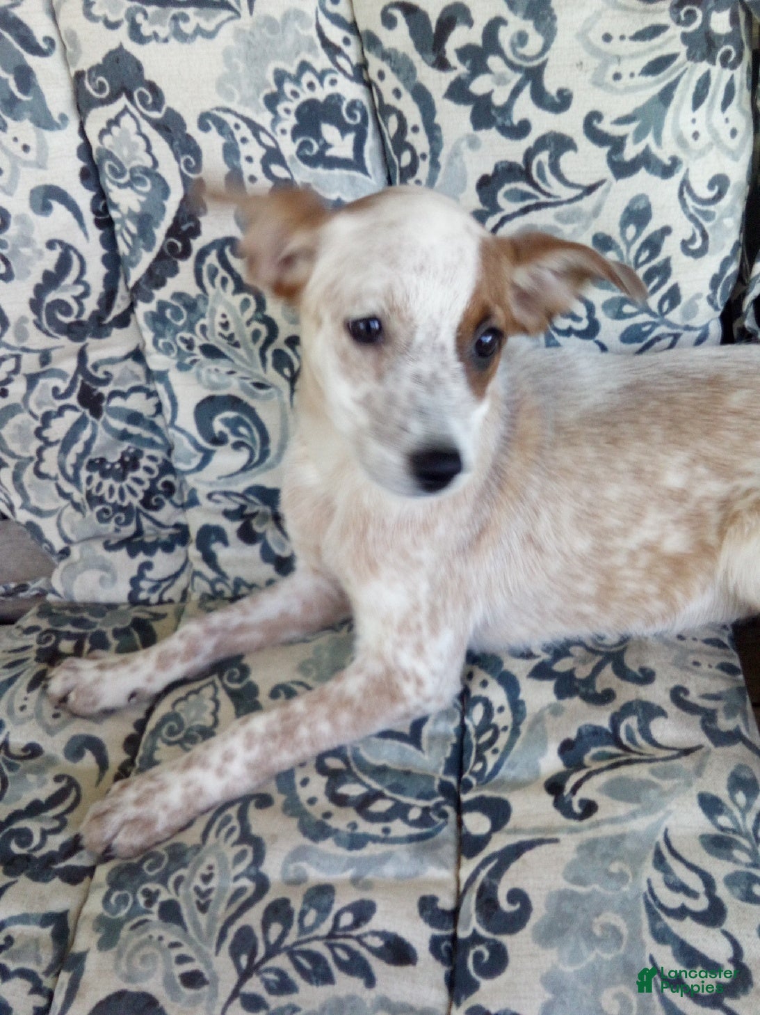 Australian Cattle Dog dogs Sara - Ad 1