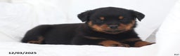 Rottweiler dogs for sale: Buck - Ad 3