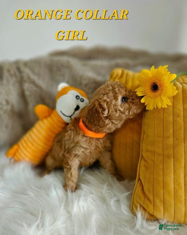 Toy Poodle dogs Toy Poodle Puppy 4 - Ad 1