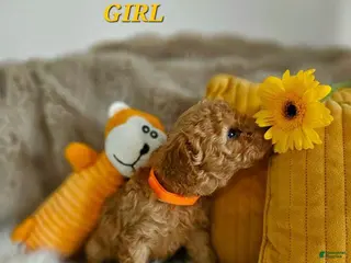 Toy Poodle dogs for sale: Toy Poodle Puppy 4 - Ad 1