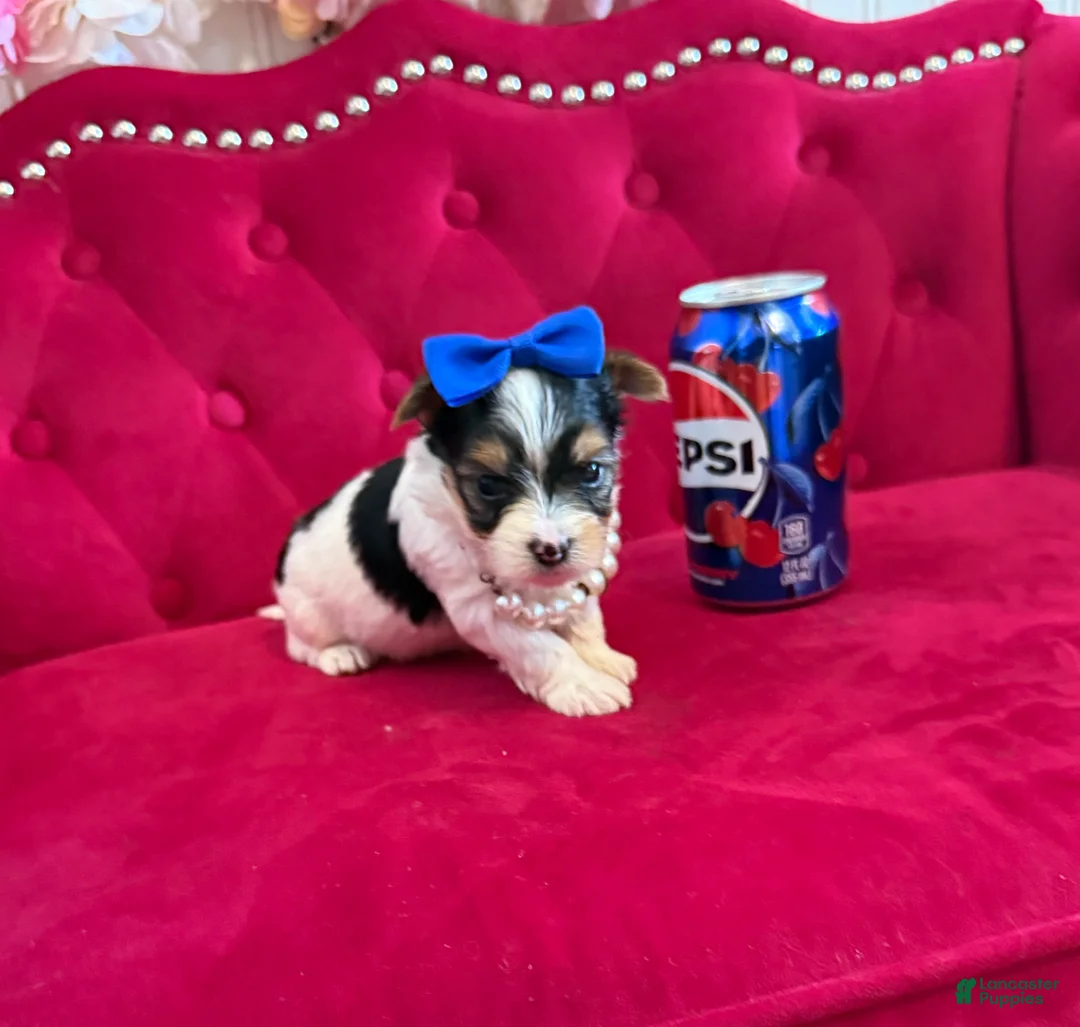 Yorkshire Terrier dogs for sale: Banana  - Ad 1