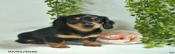 Miniature Dachshund dogs for sale: Geraldine  - Ad 5