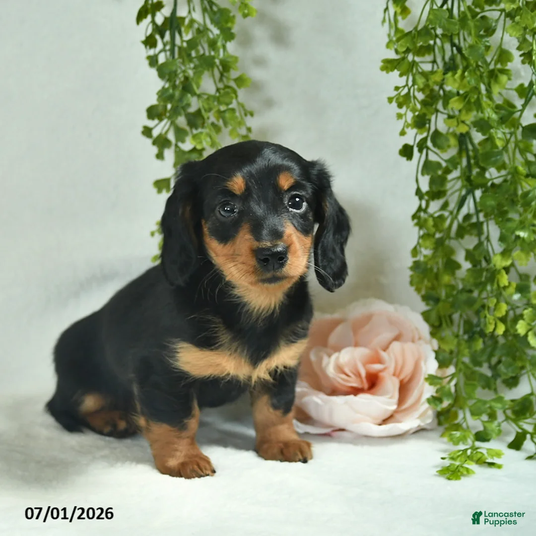 Miniature Dachshund dogs for sale: Geraldine  - Ad 5