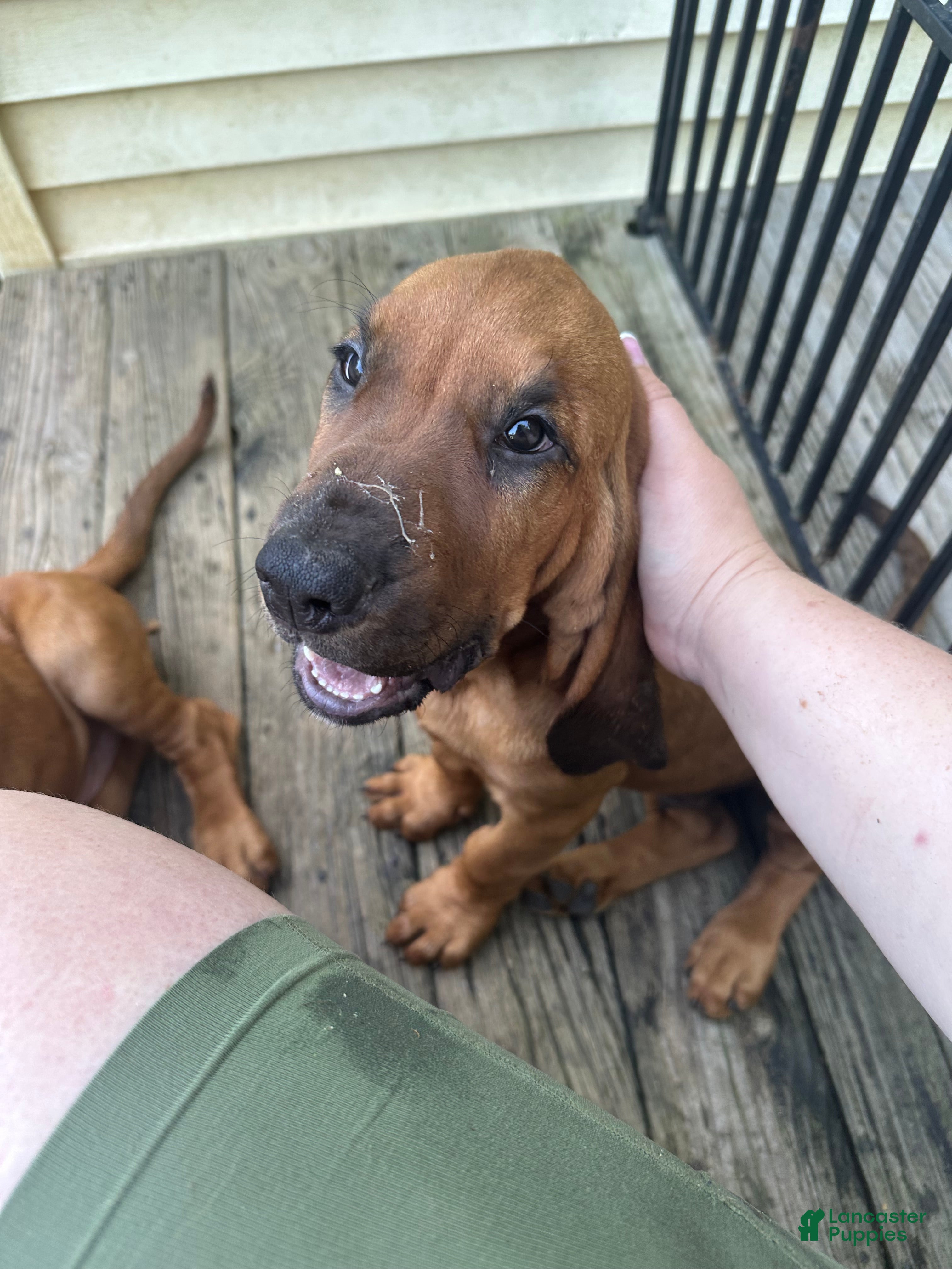 Bloodhound dogs for sale: Bloodhound Puppy 5 - Ad 6