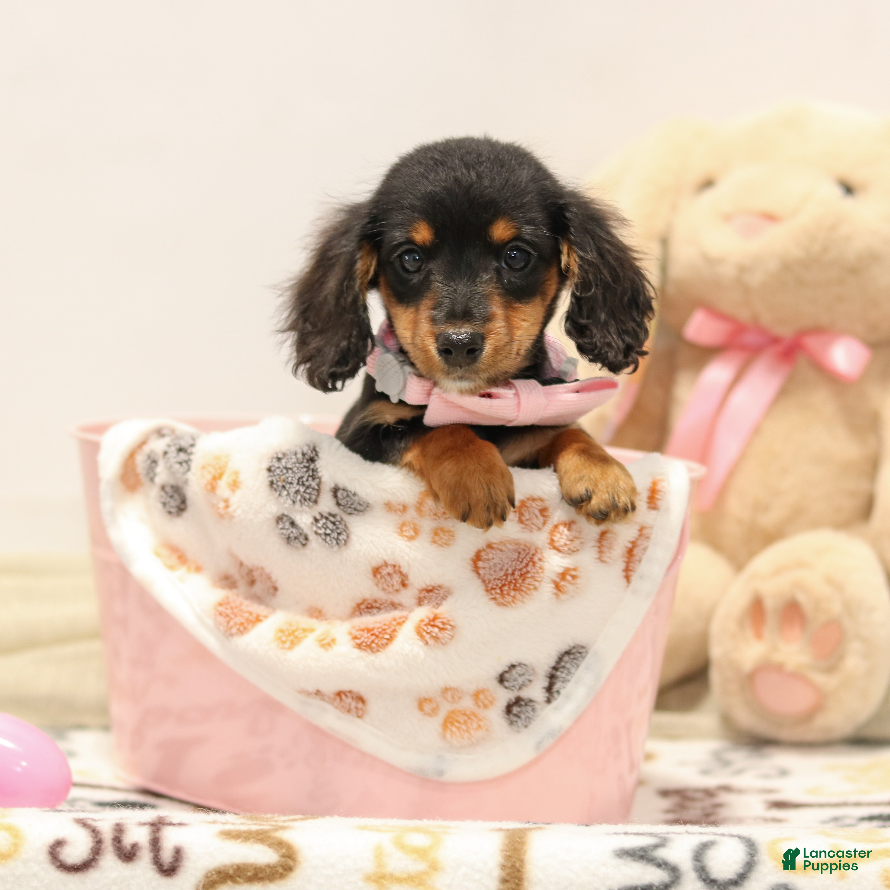 Miniature Dachshund dogs Frances - Ad 1