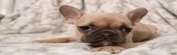 French Bulldog dogs for sale: Link - Ad 4