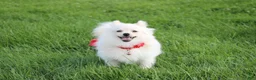 Pomeranian dogs for sale: Cooper  - Ad 7
