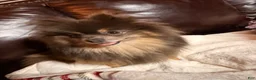 Pomeranian dogs for sale: Andy - Ad 5