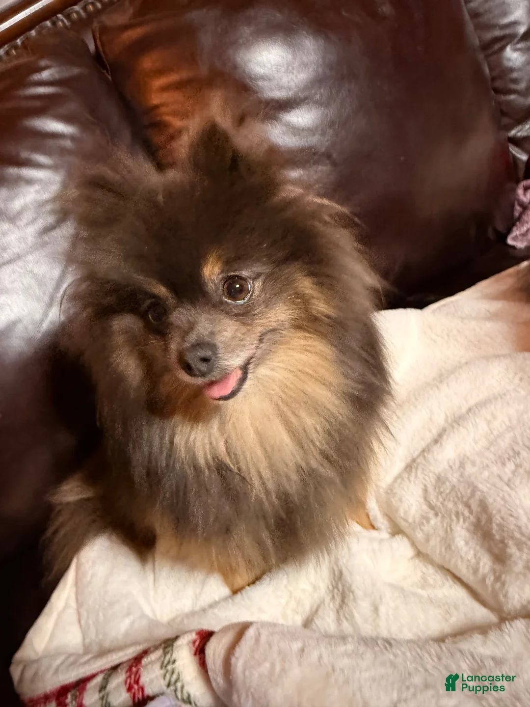 Pomeranian dogs for sale: Anne  - Ad 8