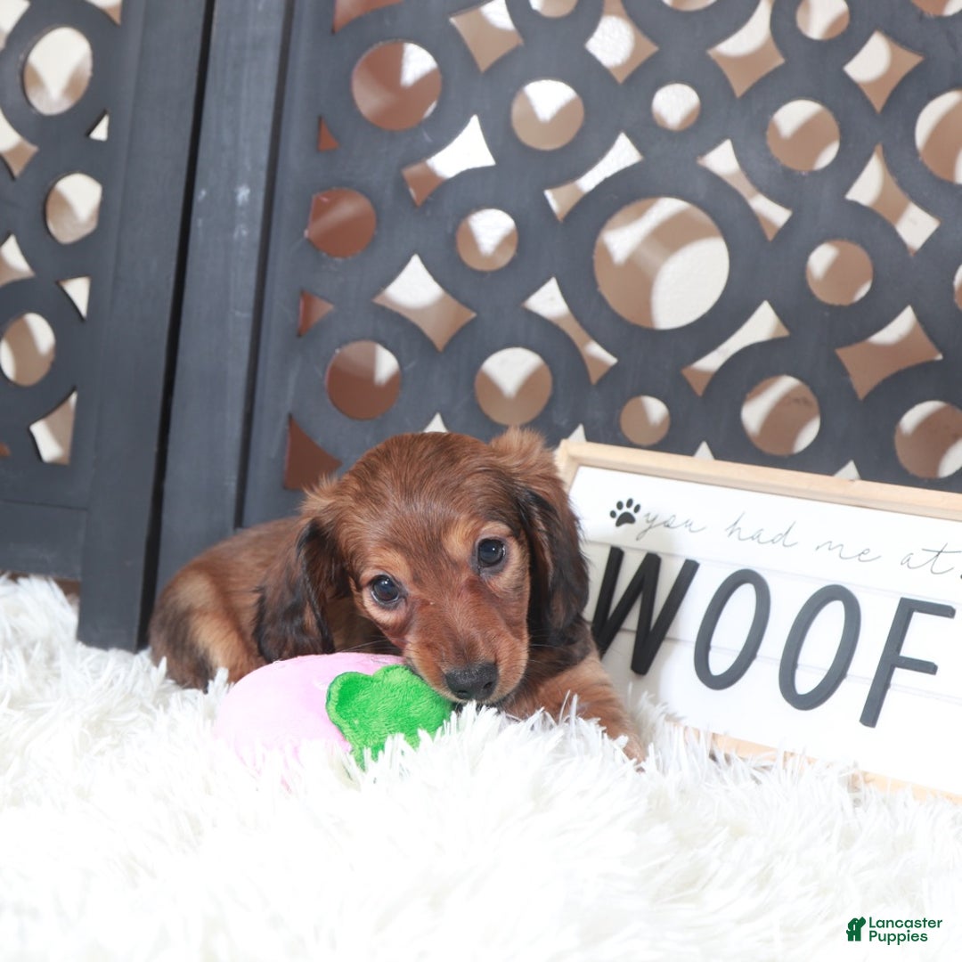 Miniature Dachshund dogs for sale: Miniature Dachshund Bella  - Ad 5