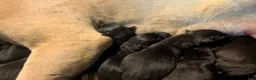 South African Boerboels dogs for sale: South African Boerboels Puppy 1 - Ad 2