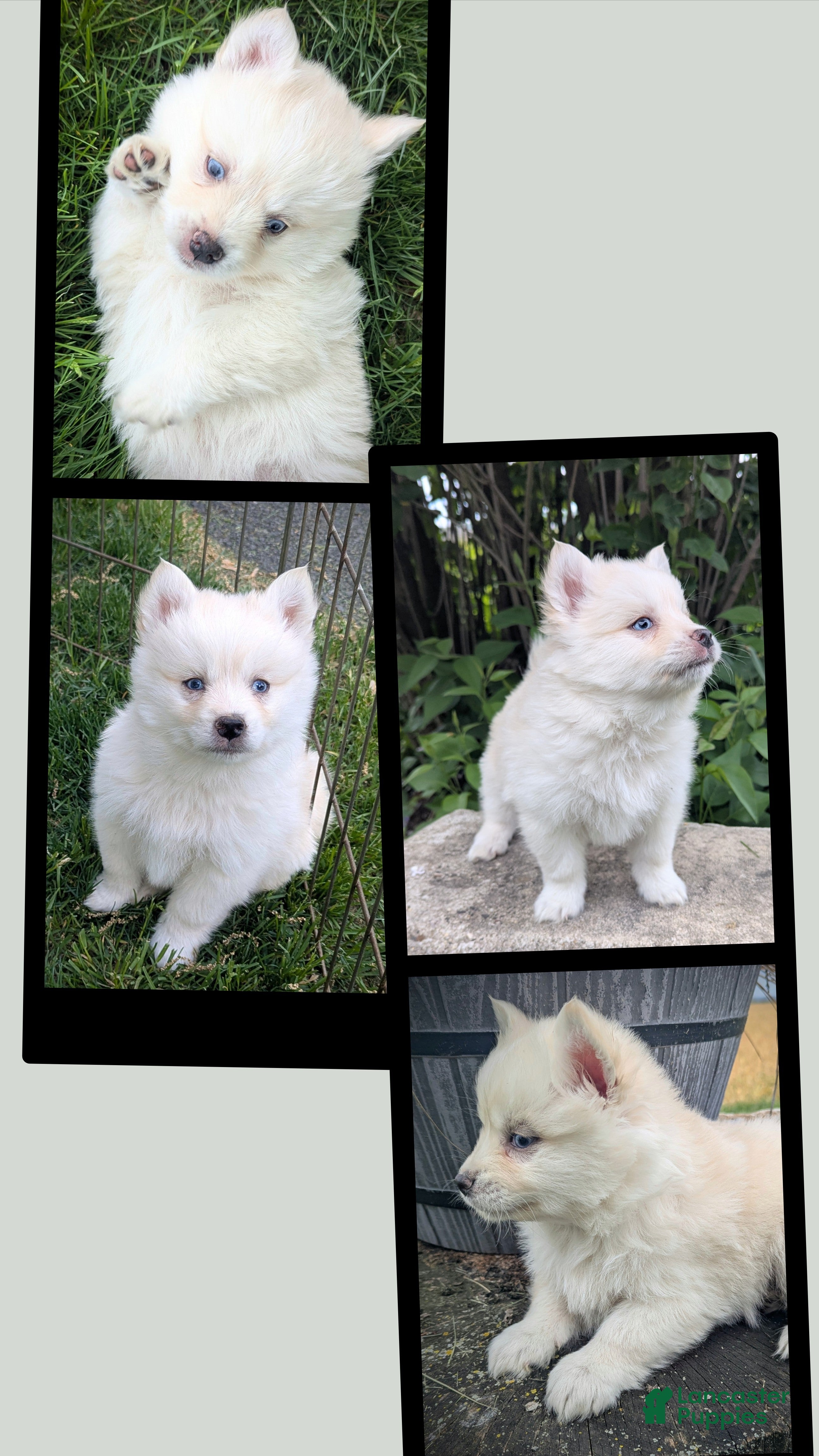 Pomsky dogs Mr Archie - Ad 2