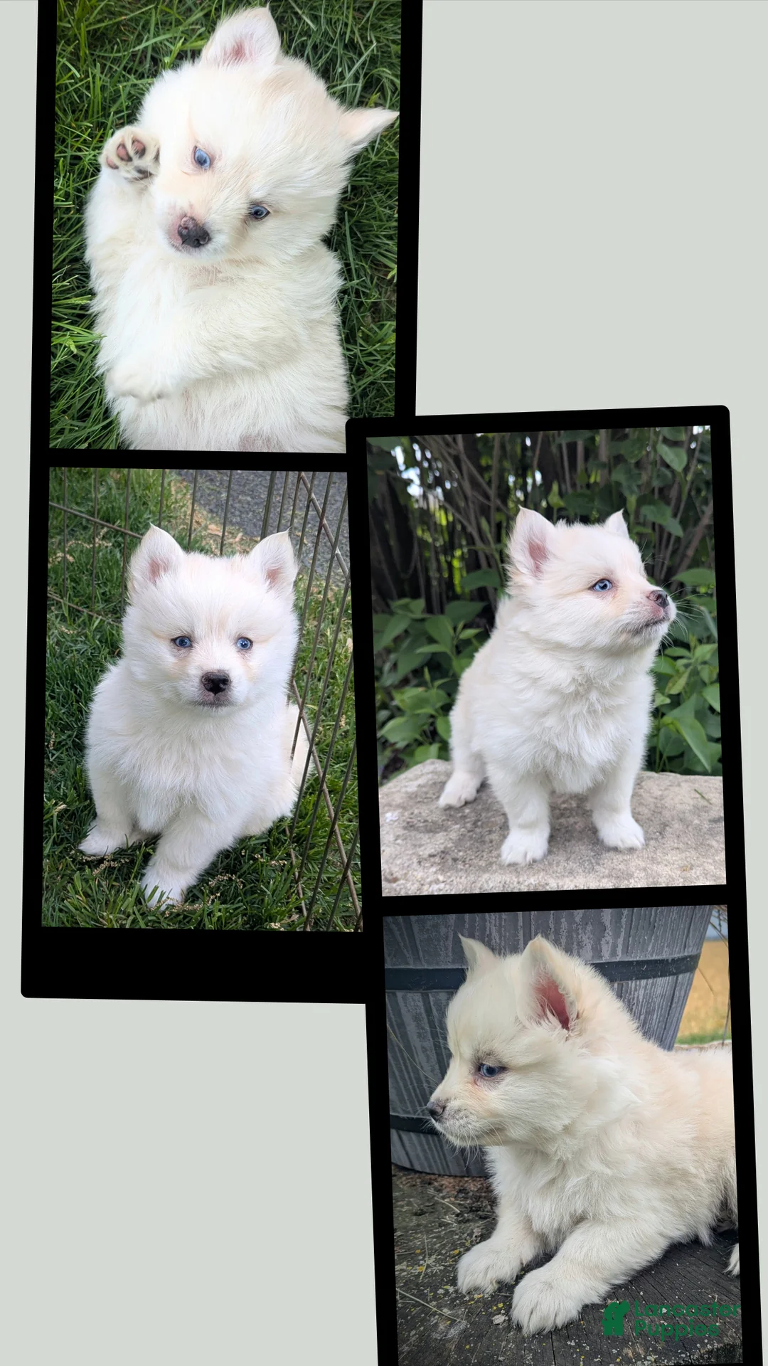 Pomsky dogs for sale: Mr Archie - Ad 2