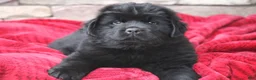 Newfoundland dogs for sale: Theo - Ad 17