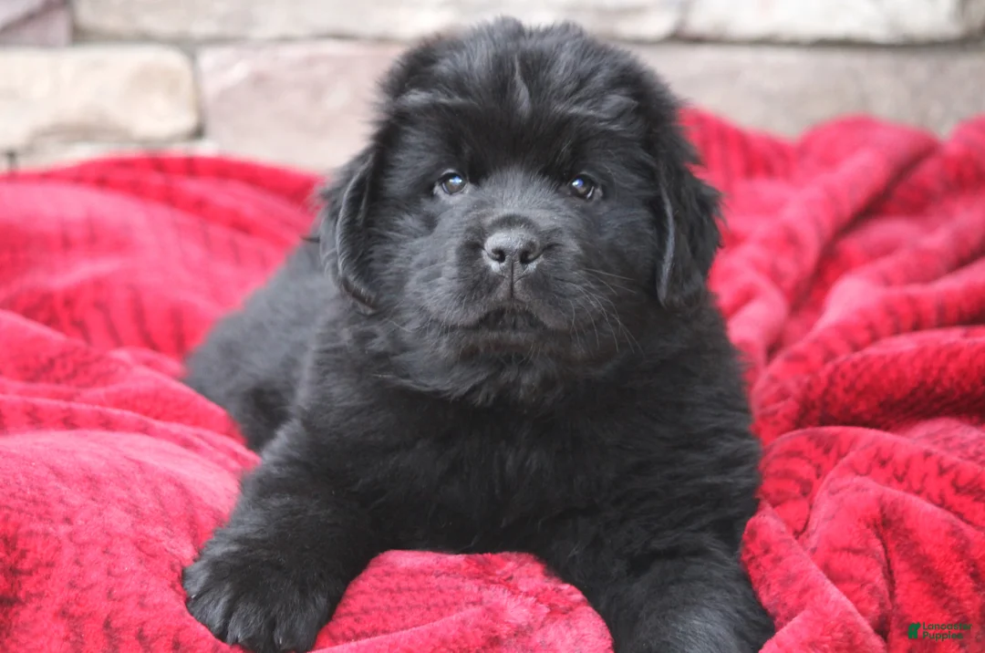 Newfoundland dogs for sale: Theo - Ad 17