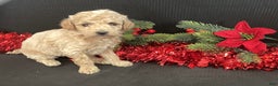 Mini Goldendoodle dogs for sale: Windy - Ad 5
