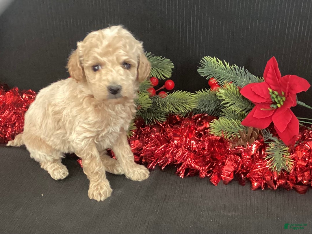 Mini Goldendoodle dogs for sale: Windy - Ad 5