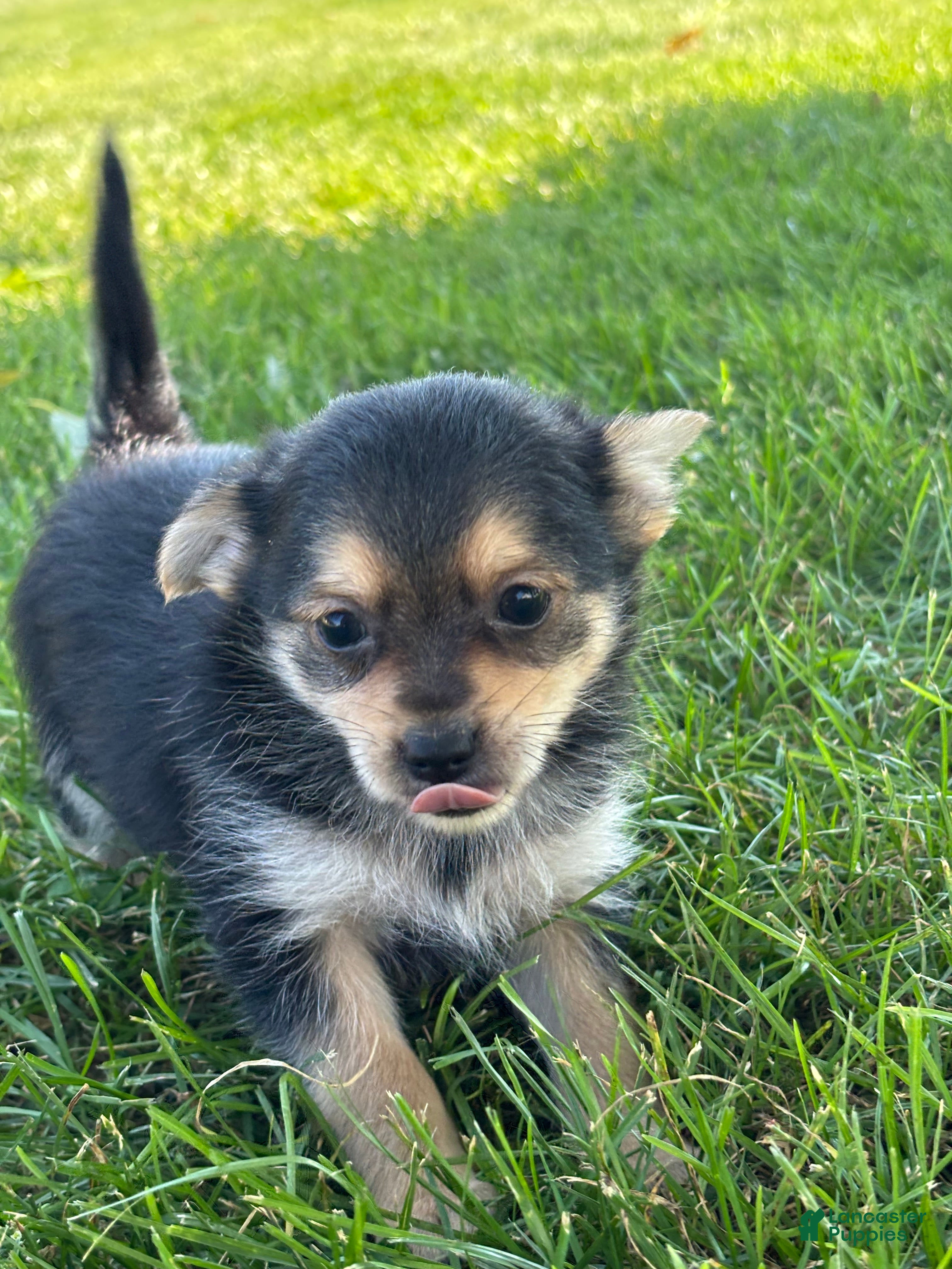 Mixed Breed dogs Lucas - Ad 2