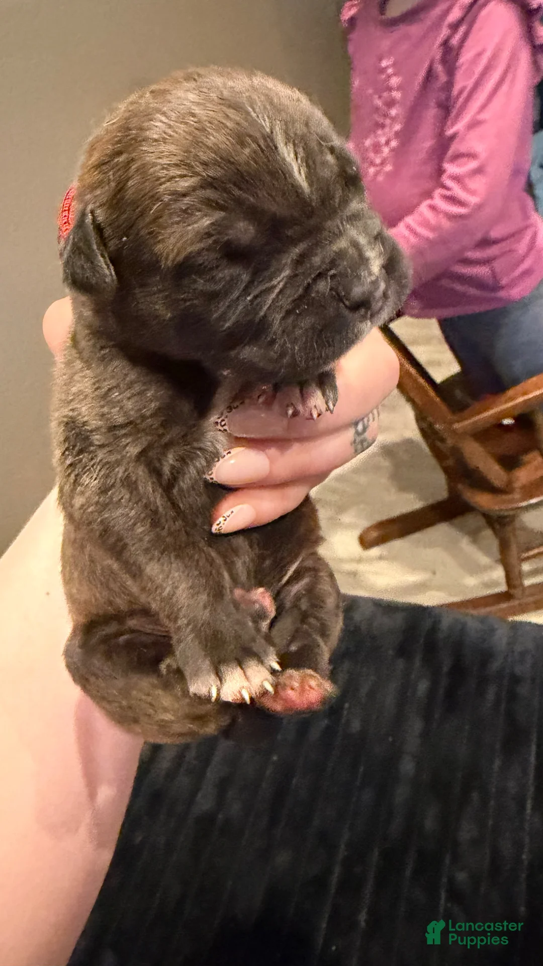 Mixed Breed dogs for sale: Mixed Breed Puppy 2 - Ad 1