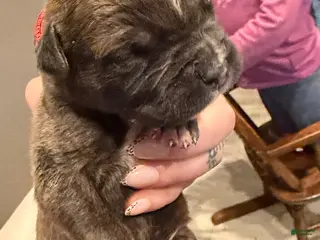 Mixed Breed dogs Mixed Breed Puppy 2 - Ad 22