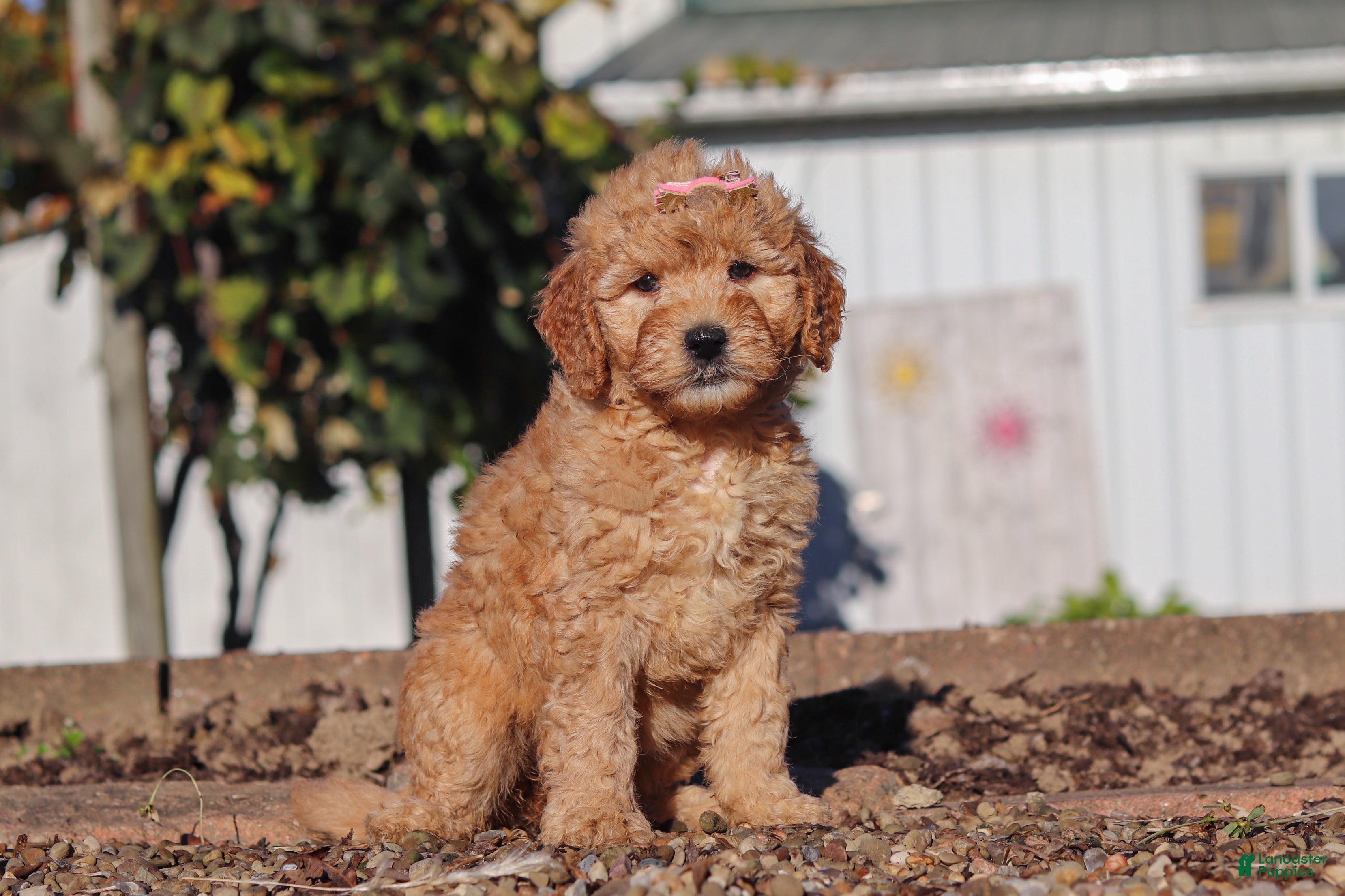 Mini Goldendoodle dogs for sale: Betty - Ad 2