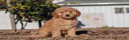 Mini Goldendoodle dogs for sale: Betty - Ad 2
