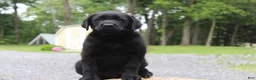 Labrador Retriever dogs for sale: Clark - Ad 3