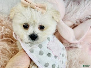 Mixed Breed dogs Mixed Breed Puppy 1 - Ad 1