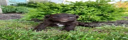 Portuguese Water Dog dogs for sale: Lola - Ad 4