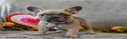 French Bulldog dogs for sale: Willow - Ad 2