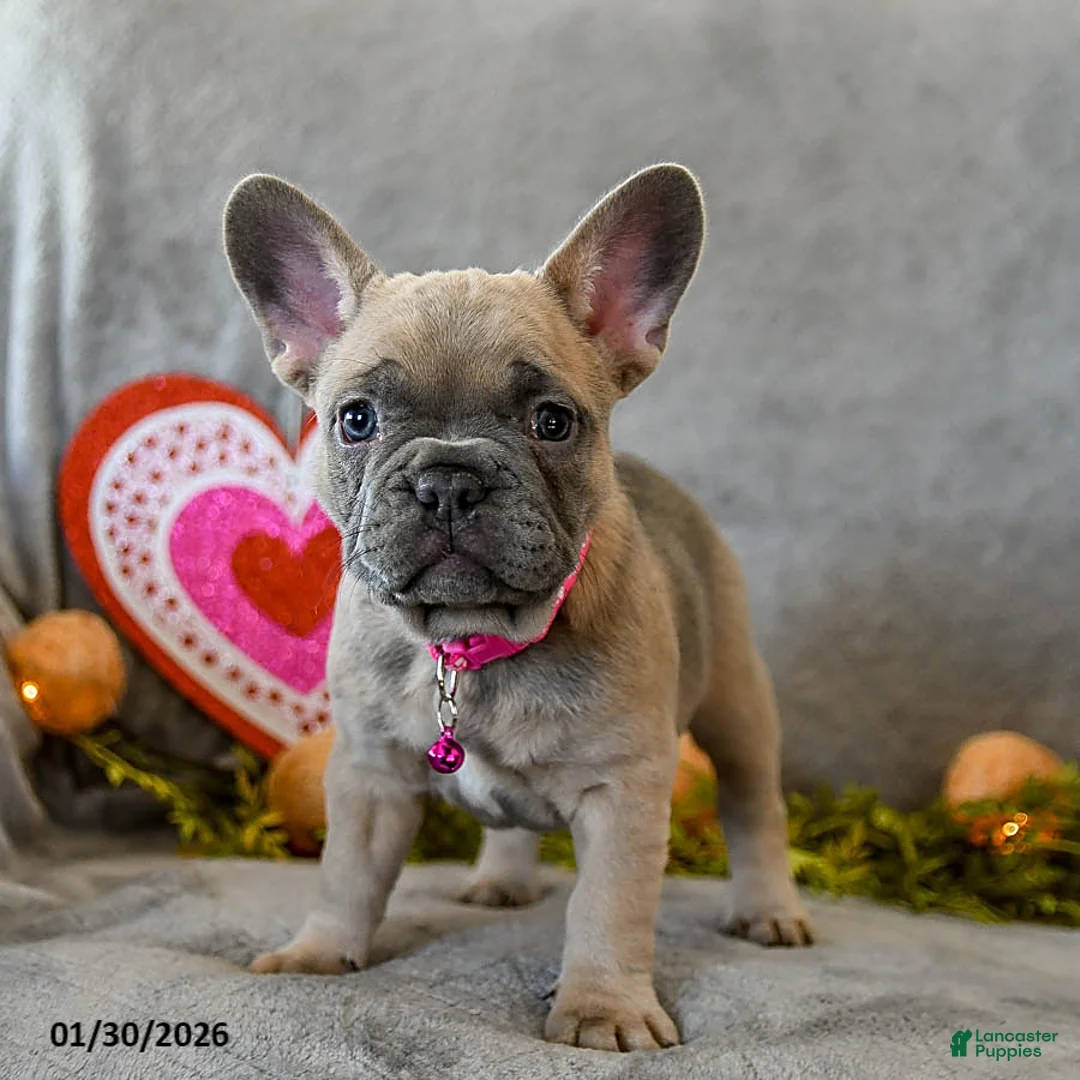 French Bulldog dogs for sale: Willow - Ad 2
