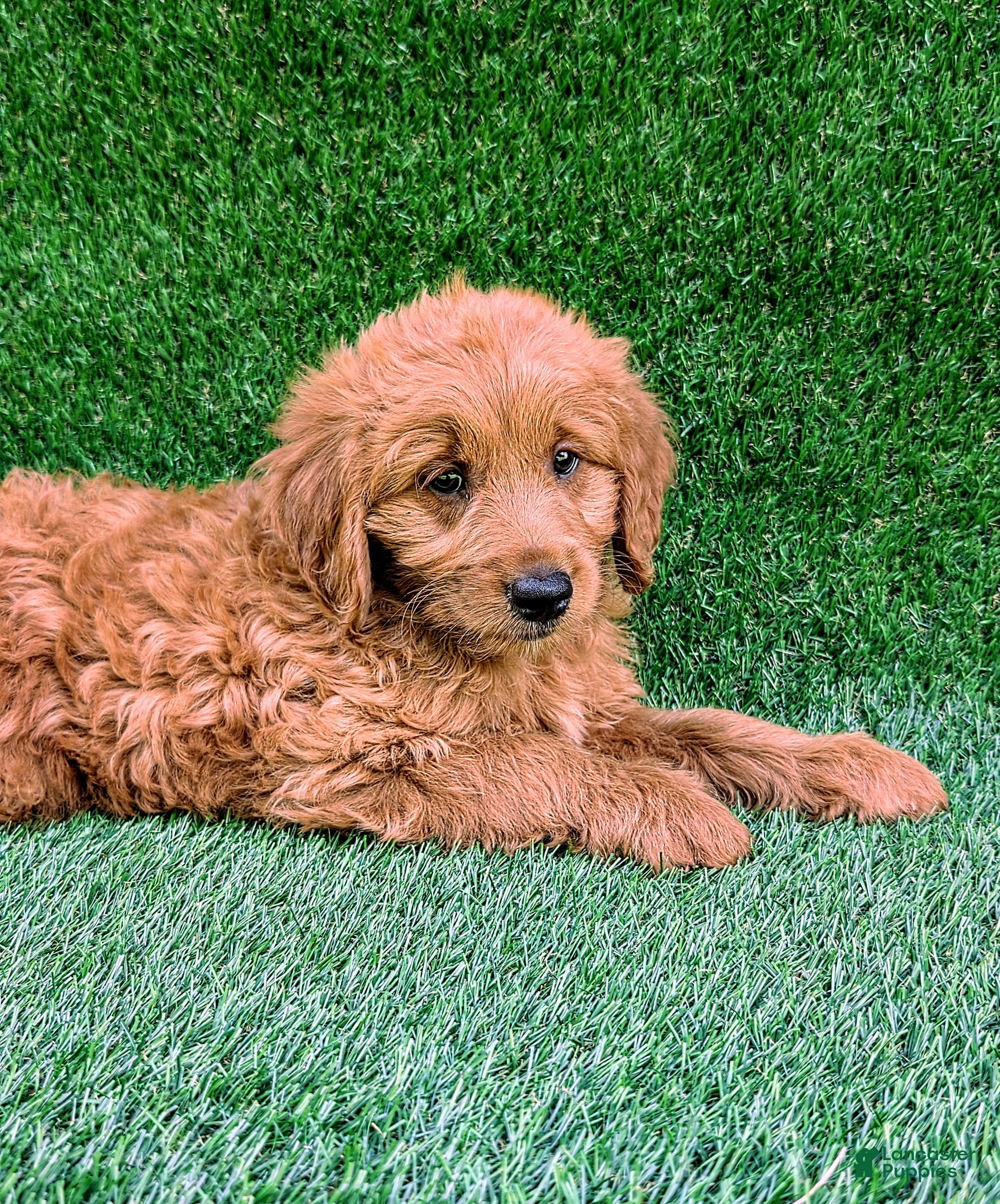 Mini Goldendoodle dogs Cooper - Ad 1