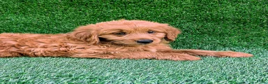 Cooper