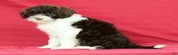 Portuguese Water Dog dogs for sale: Willow - Ad 2