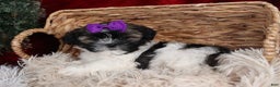 Shih Tzu dogs for sale: Rosie - Ad 11