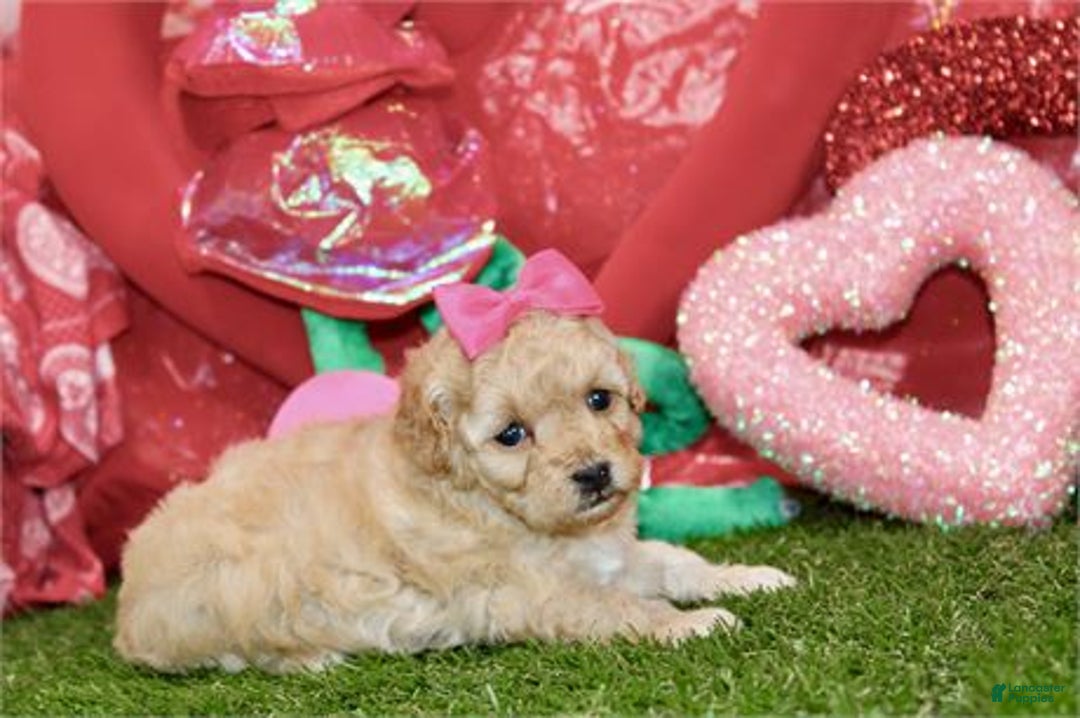 Miniature Poodle dogs for sale: Miniature Poodle Puppy 2 - Ad 2