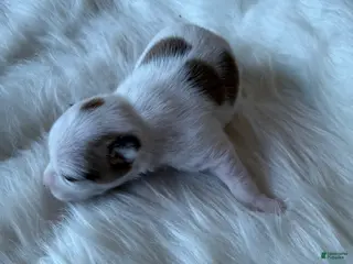 Chihuahua dogs Chihuahua Puppy 2 - Ad 34