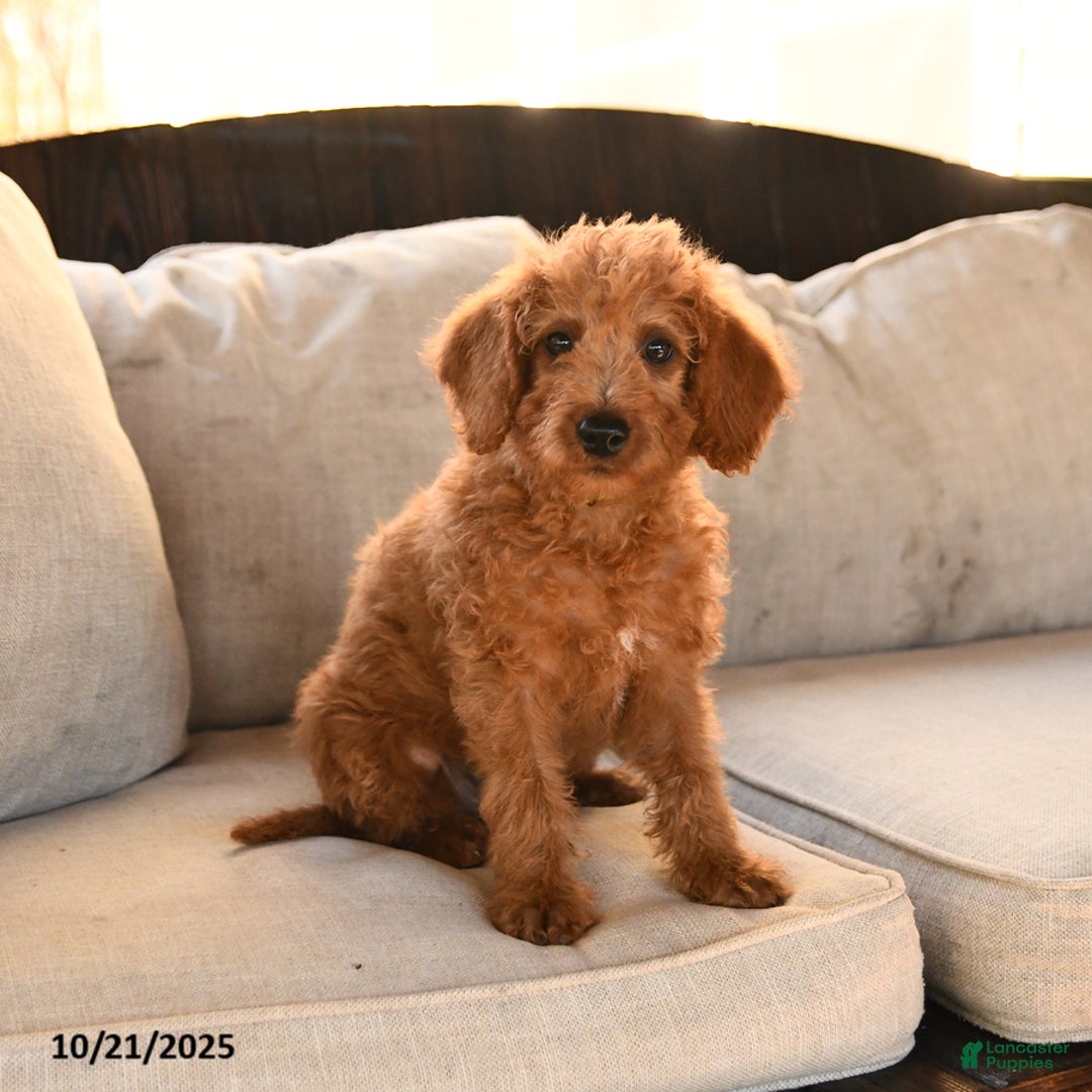 Miniature Labradoodle dogs for sale: Rusty - Ad 9