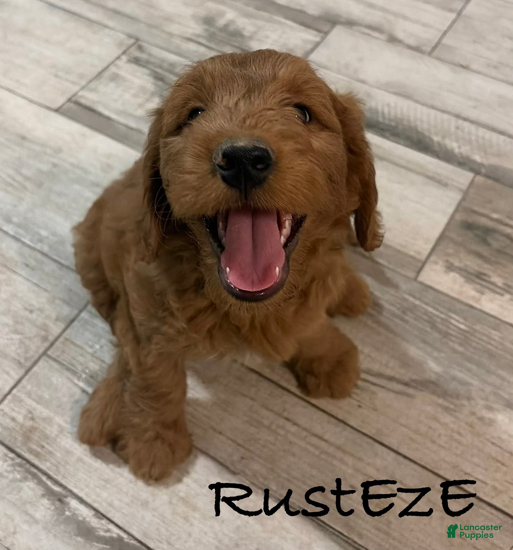 Mini Goldendoodle dogs for sale: Mini Goldendoodle 1 - Ad 14