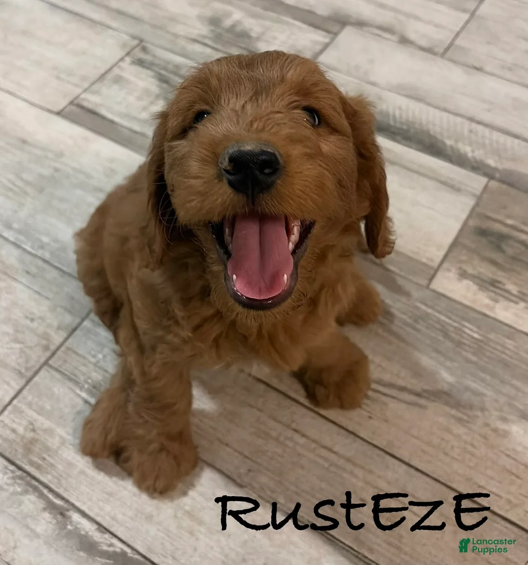 Mini Goldendoodle dogs for sale: Mini Goldendoodle 1 - Ad 1
