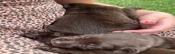 Labrador Retriever dogs for sale: Labrador Retriever 1 - Ad 5