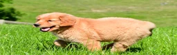 Golden Retriever dogs for sale: Turbo - Ad 11