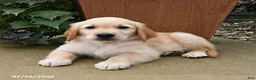 Golden Retriever dogs for sale: Ruby - Ad 2