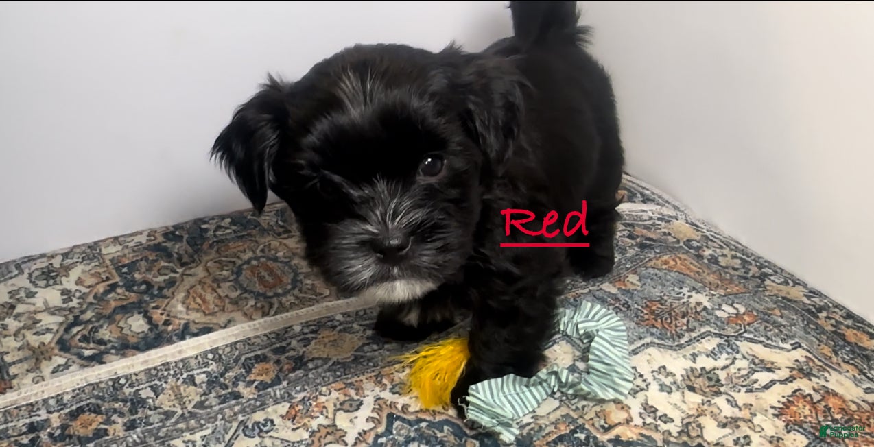 Mixed Breed dogs Knight Lightening  - Ad 1