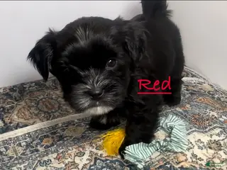 Mixed Breed dogs Knight Lightening - Ad 1