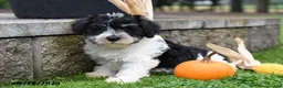 Miniature Schnauzer dogs for sale: Dodger - Ad 2