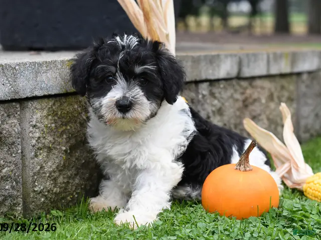 Miniature Schnauzer dogs Dodger - Ad 2
