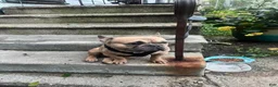 French Bulldog dogs for sale: French Bulldog 1 - Ad 3